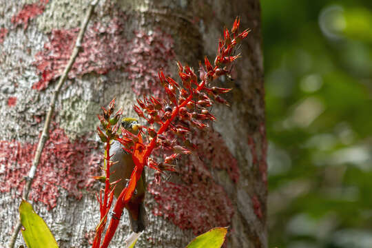 Imagem de Aechmea azurea L. B. Sm.