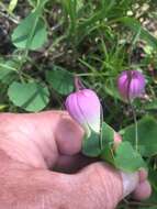 Imagem de Clematis versicolor Small