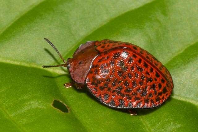 Image of Chelymorpha variolosa (Olivier 1790)