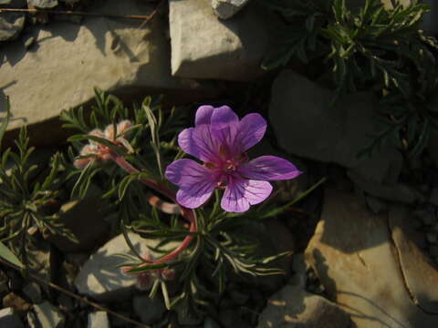 Image of Tuberous Cranesbill