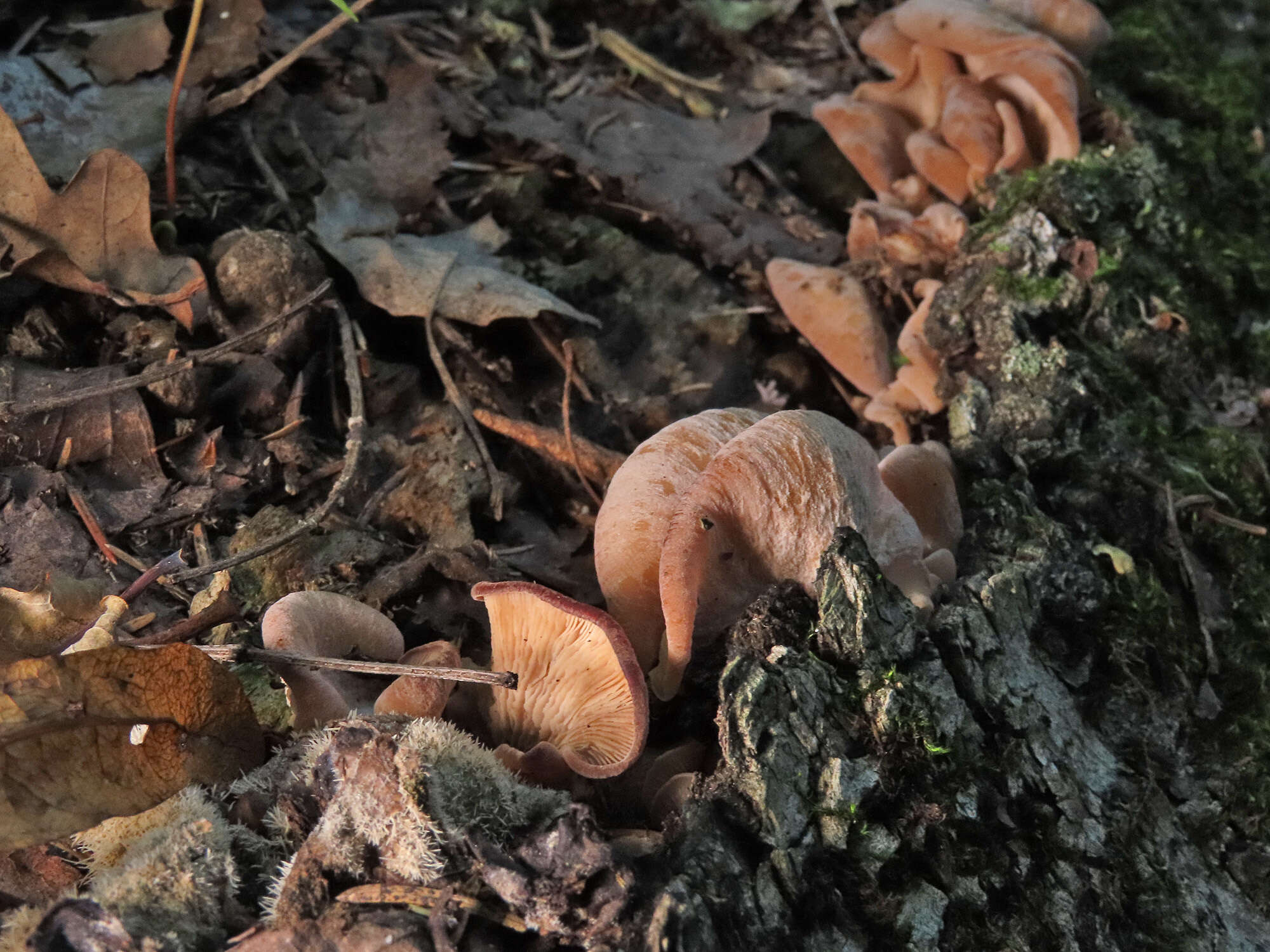 Lentinellus vulpinus (Sowerby) Kühner & Maire 1934的圖片