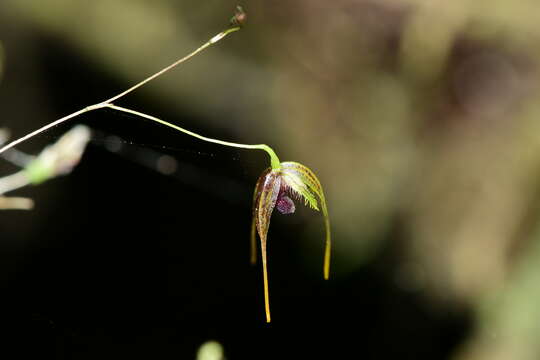 Image of forest bonnet orchid