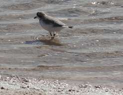 Image of Puna Plover