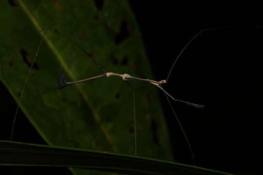 Ghilianella mirabilis McAtee & Malloch 1925 resmi