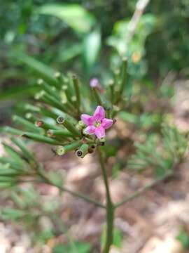 Image of Macrocnemum roseum (Ruiz & Pav.) Wedd.