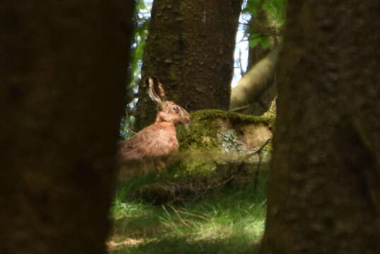 Image of brown hare, european hare