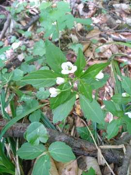 Image of Cardamine waldsteinii Dyer