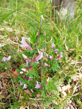 Image of Cytisus purpureus Scop.