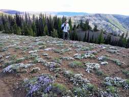 Imagem de Phlox diffusa Benth.