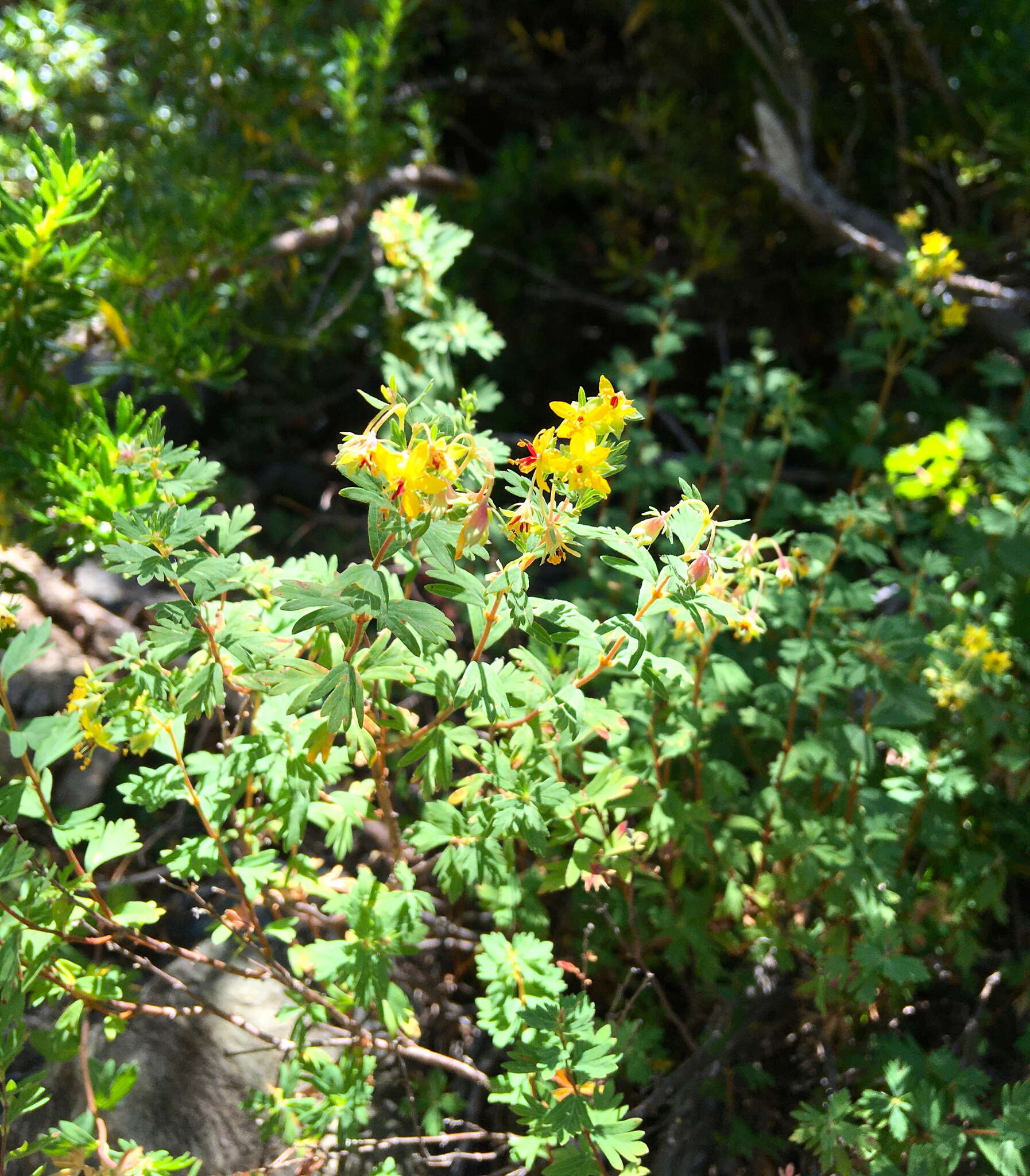 Imagem de Balbisia gracilis (Meyen) A. T. Hunziker & Ariza Espinar