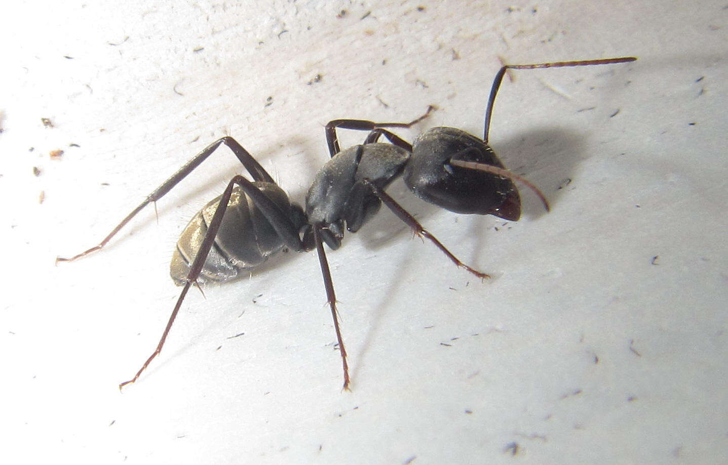 صورة Camponotus cinctellus (Gerstaecker 1859)