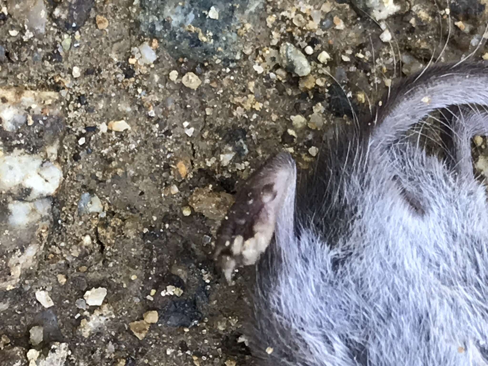 Image of Asian Lesser White-toothed Shrew