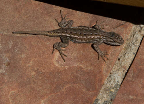 Image of Sceloporus tristichus Cope 1875