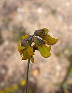 Image of Lotononis acocksii B.-E. van Wyk