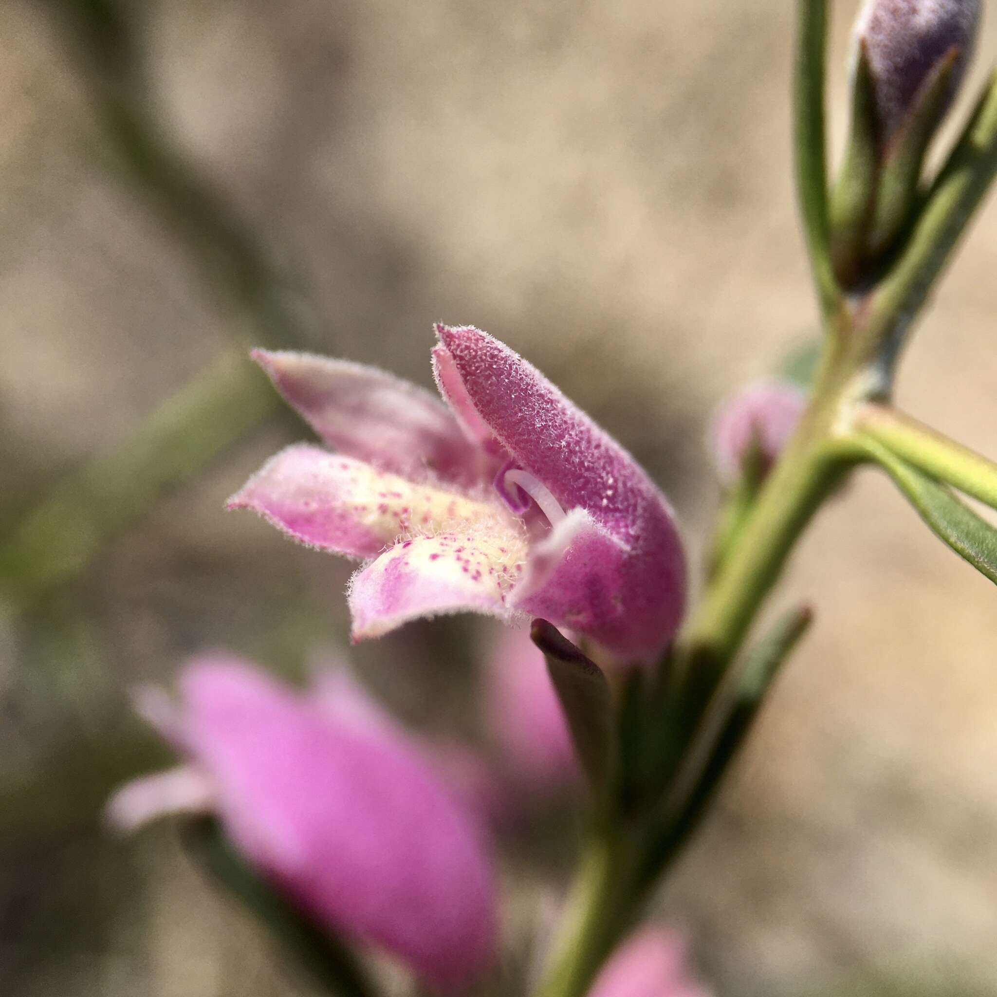 Image of Eremophila divaricata (F. Muell.) F. Muell.