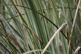 Image of Xanthorrhoea semiplana F. Muell.