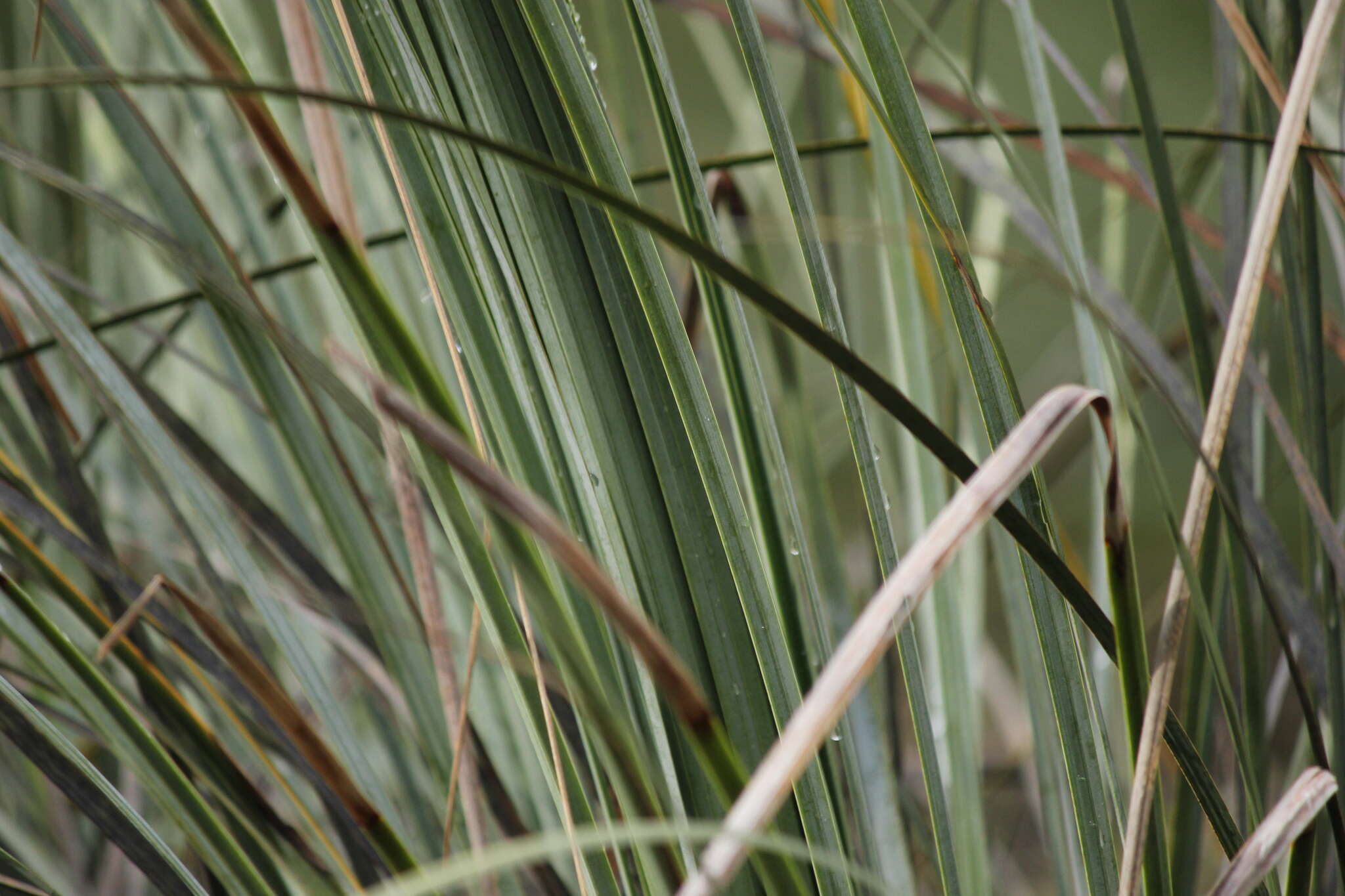 Image of Xanthorrhoea semiplana F. Muell.