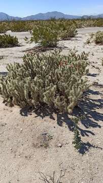 Image of Cylindropuntia sanfelipensis (Rebman) Rebman