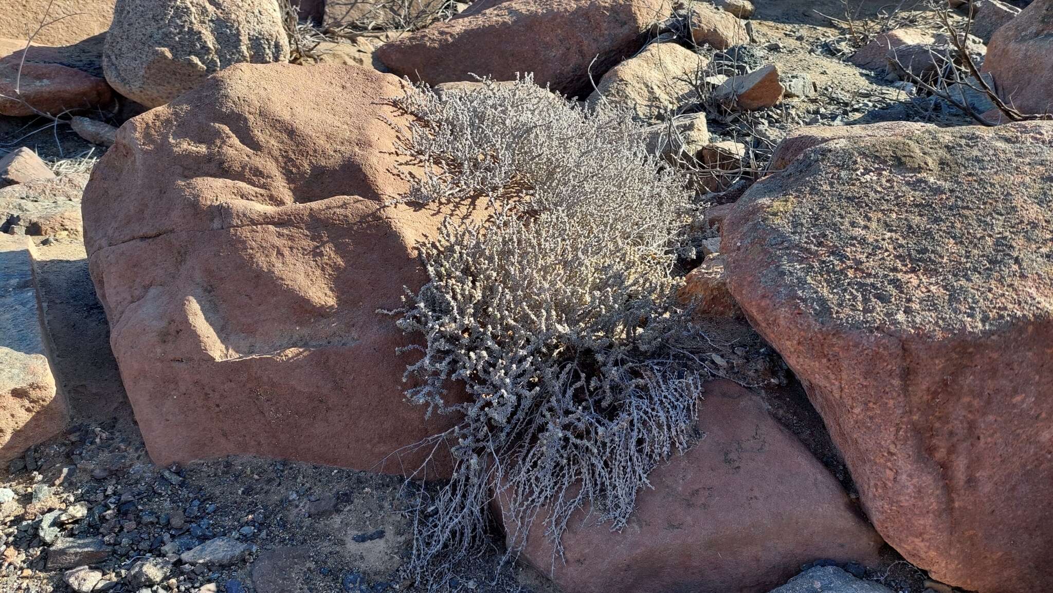 Image de Nolana sedifolia subsp. sedifolia