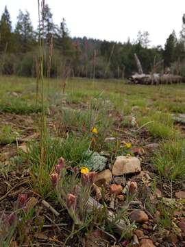 Image of ashgray Indian paintbrush