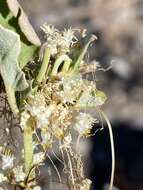 Imagem de Cuscuta tuberculata T. S. Brandegee