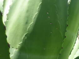 Image of Agave scaposa Gentry