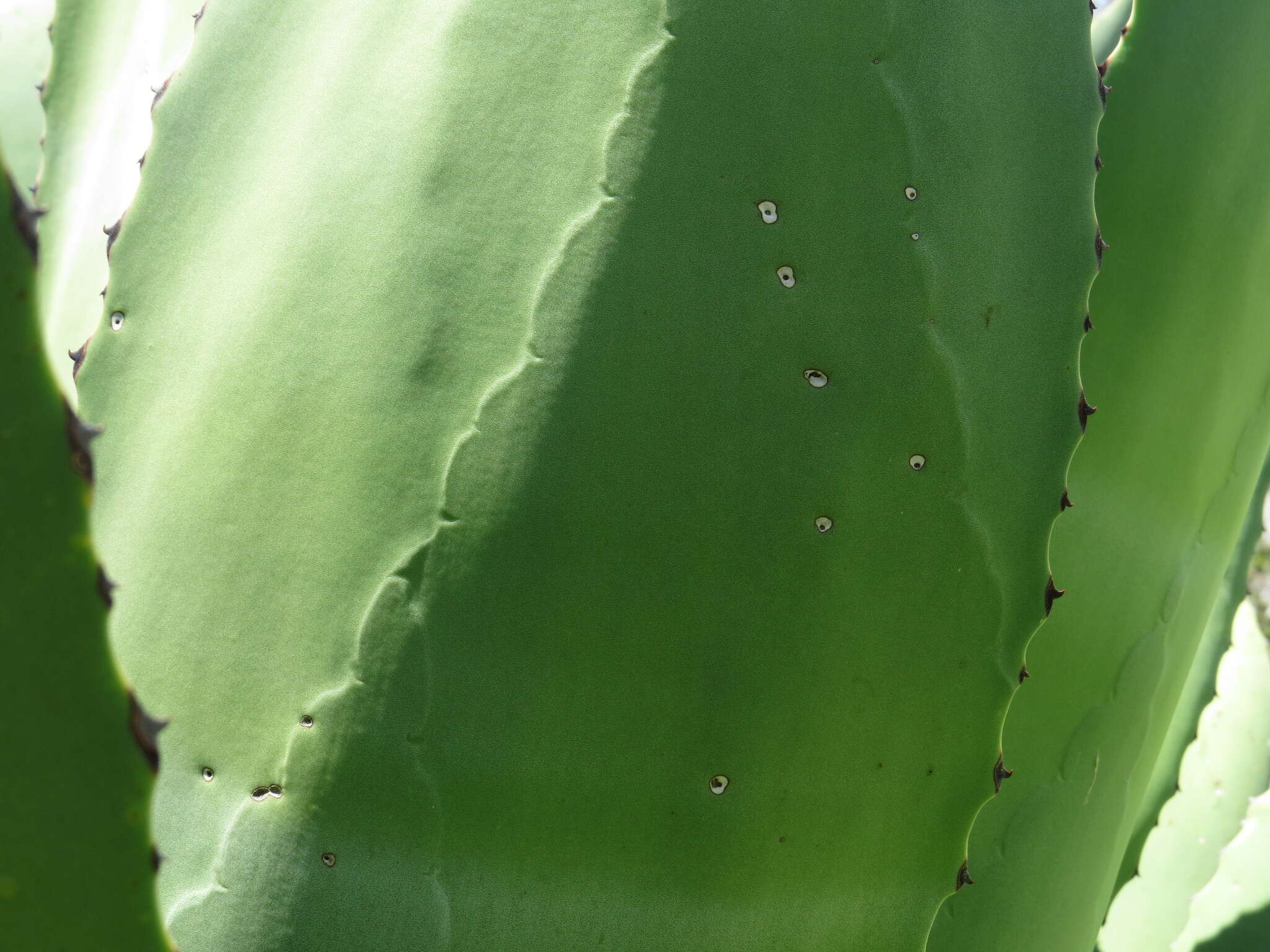 Image of Agave scaposa Gentry