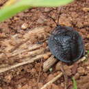 Plancia ëd Cyclosoma (Cyclosoma) tristis (Guérin-Méneville 1844)