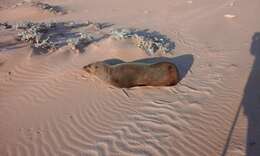 Image of Cape fur seal