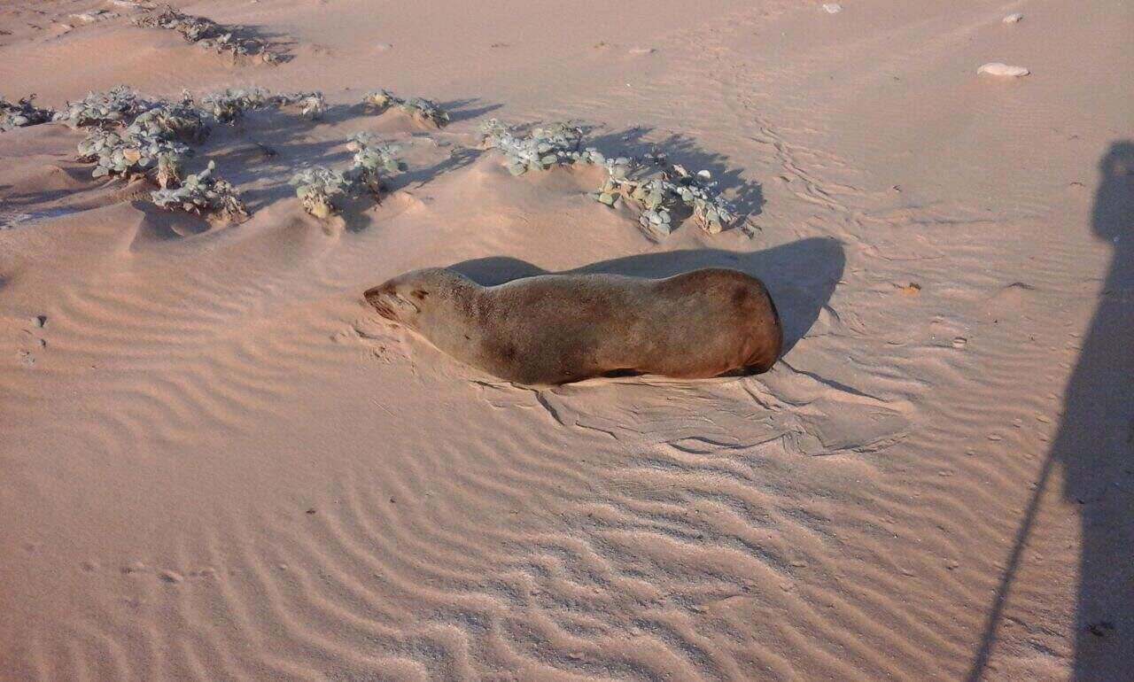 Image of Cape fur seal