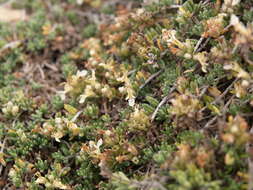 Image of Teucrium balfourii Vierh.