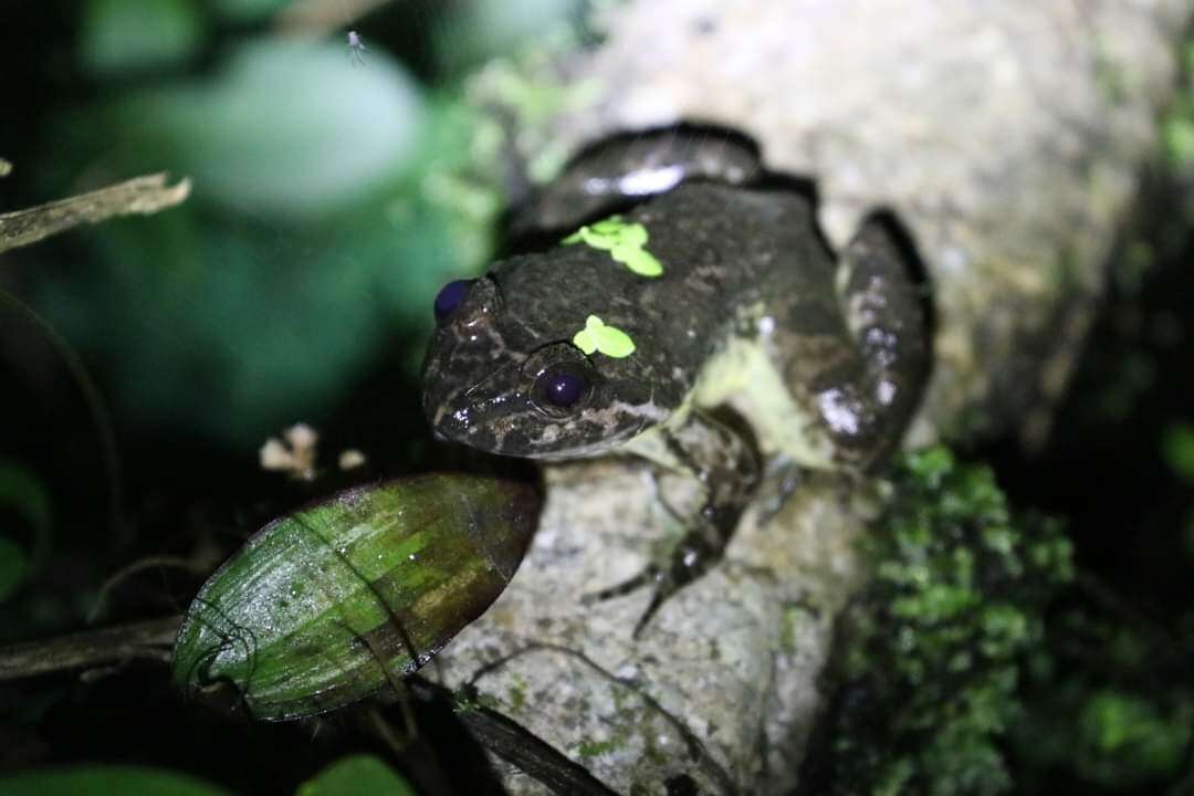 Limnonectes taylori Matsui, Panha, Khonsue & Kuraishi 2010的圖片