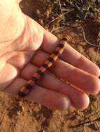 Image of Desert Banded Snake