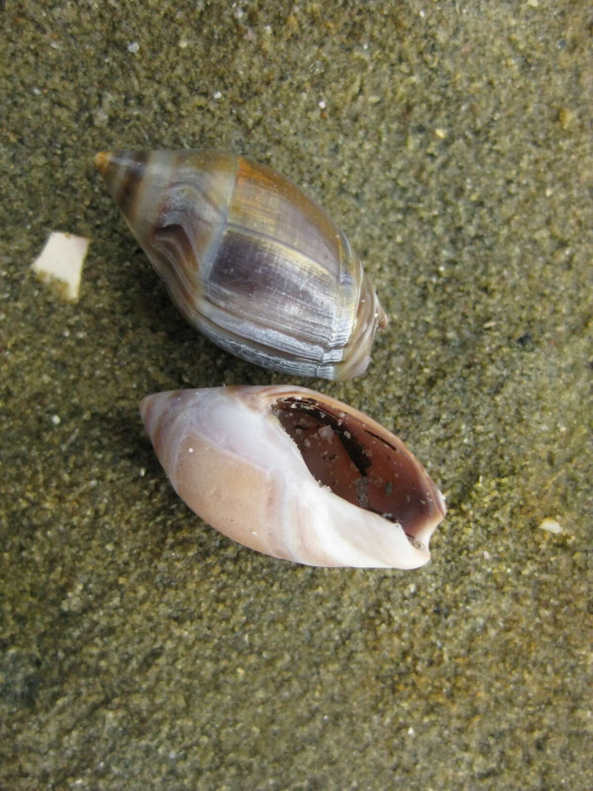 Image of Amalda australis (G. B. Sowerby I 1830)