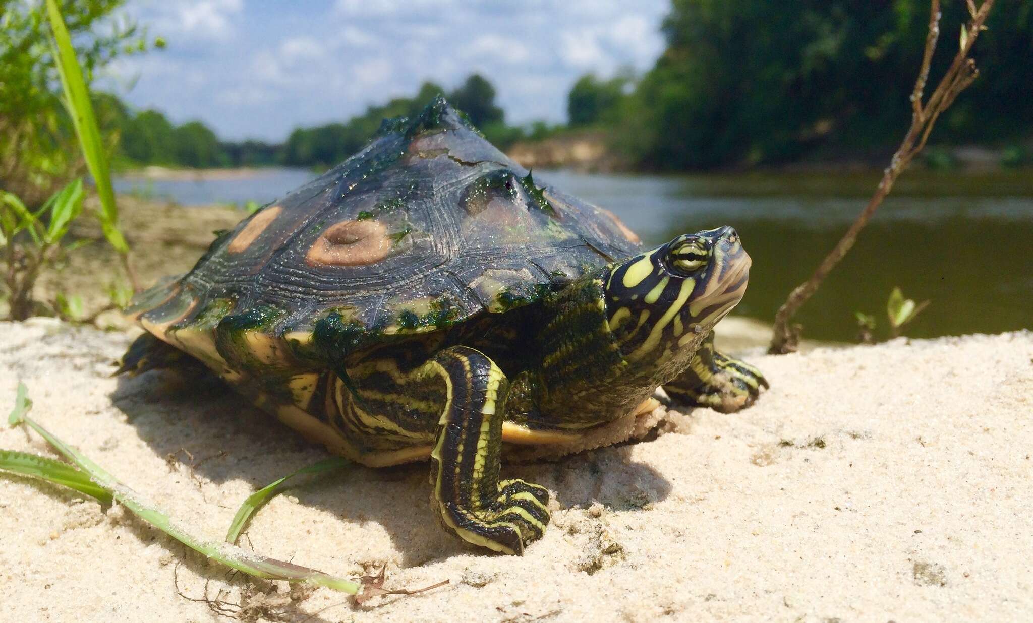 Image of Yellow Blotched Sawback