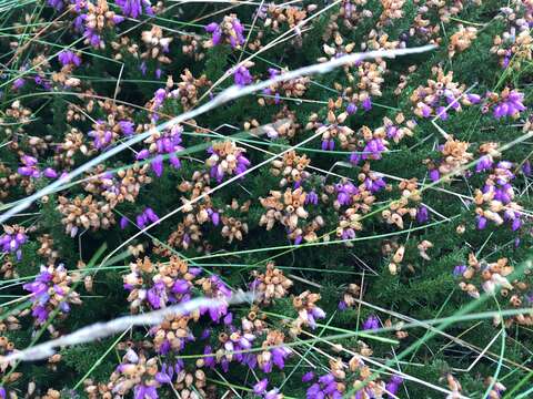 Image of Bell Heather