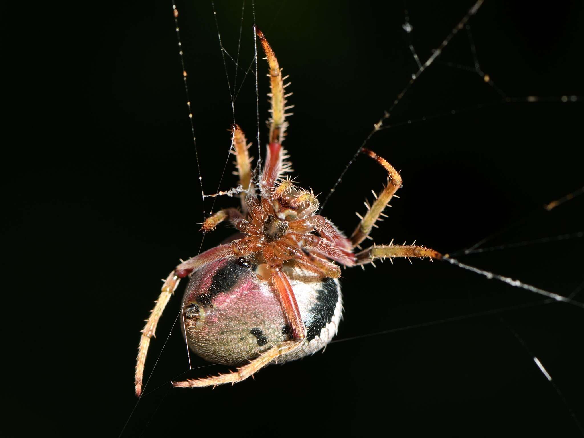 Image of Zealaranea crassa (Walckenaer 1841)