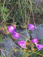 Image of Campanula martinii F. Fen., Pistarino, Peruzzi & Cellin.