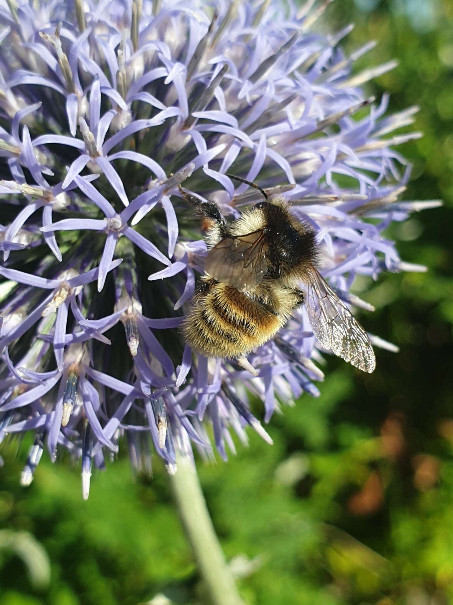 Image of Brown-banded carder bee