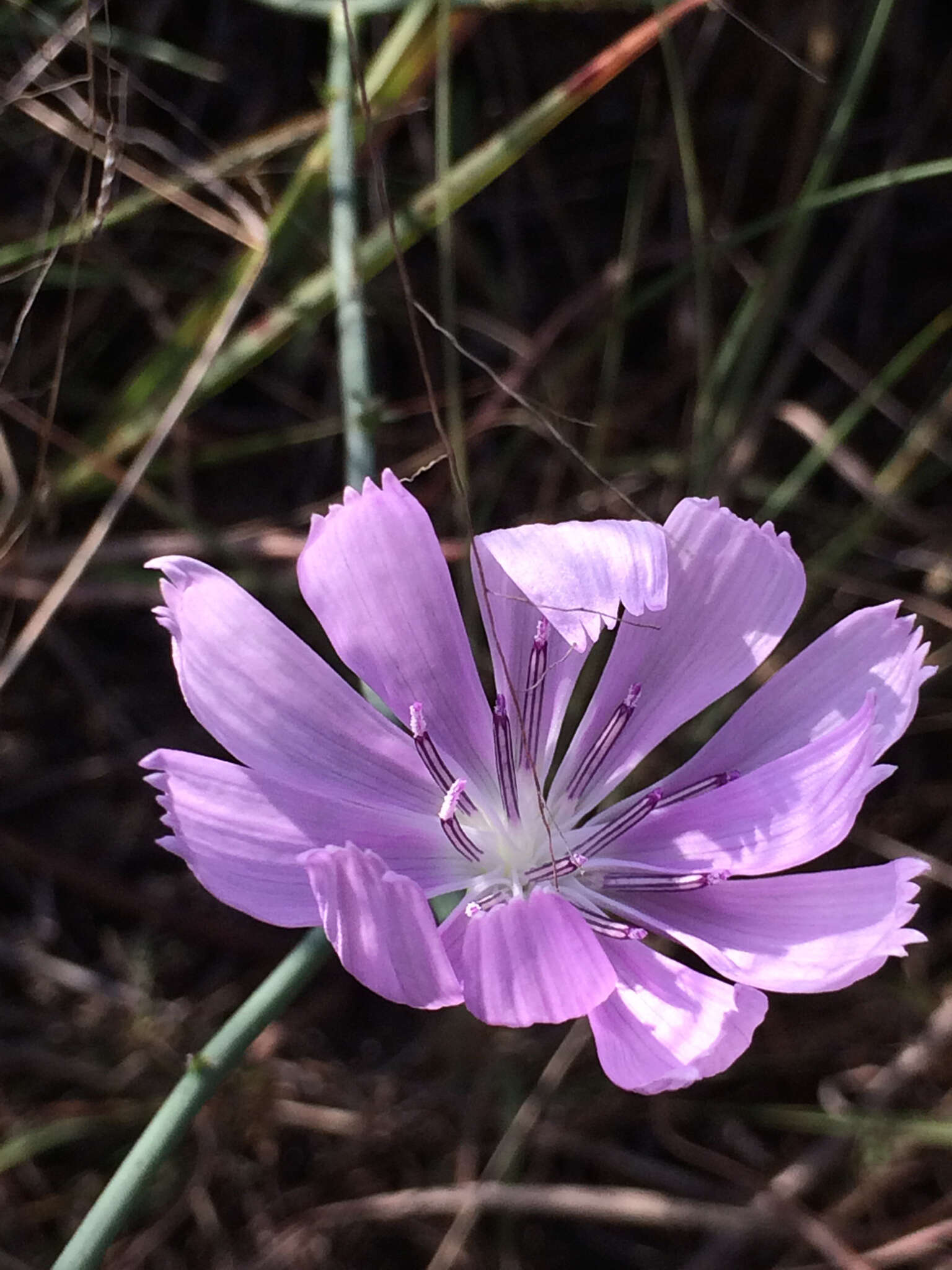 Image of Texas skeletonplant