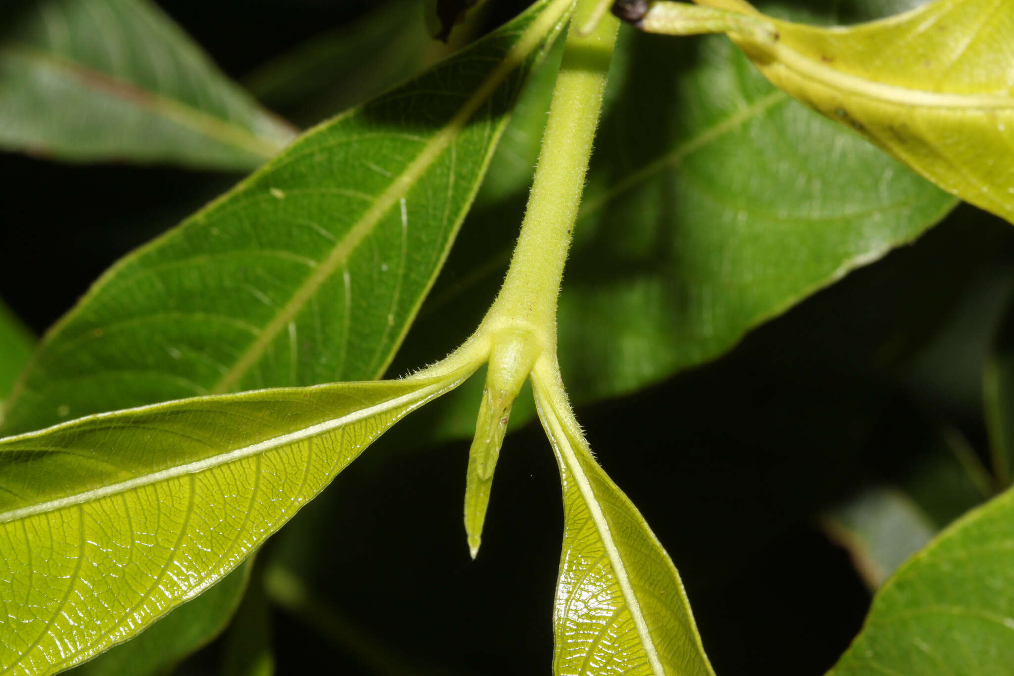 Image de Palicourea angustifolia Kunth