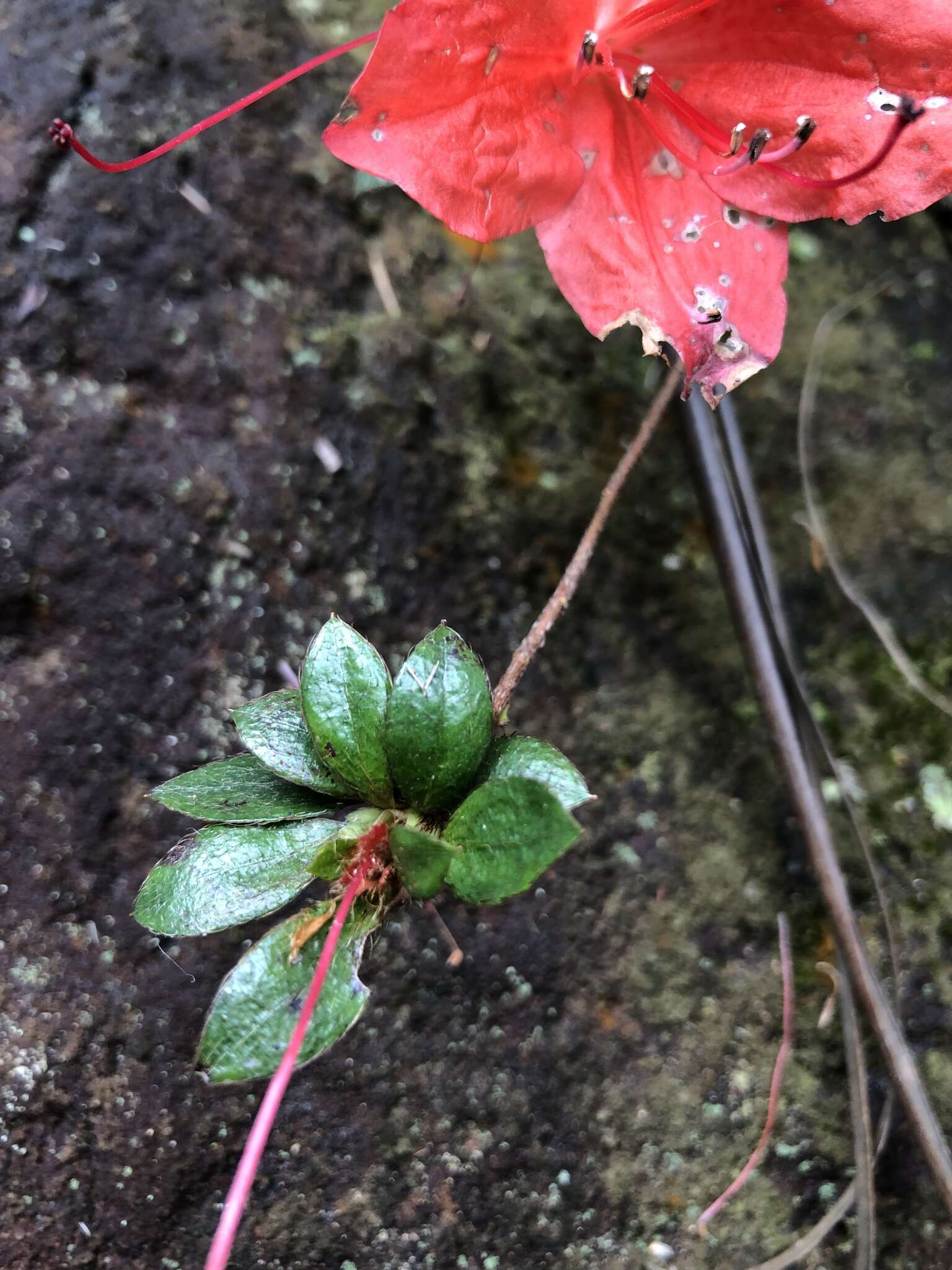 Image of Rhododendron nakaharai Hayata