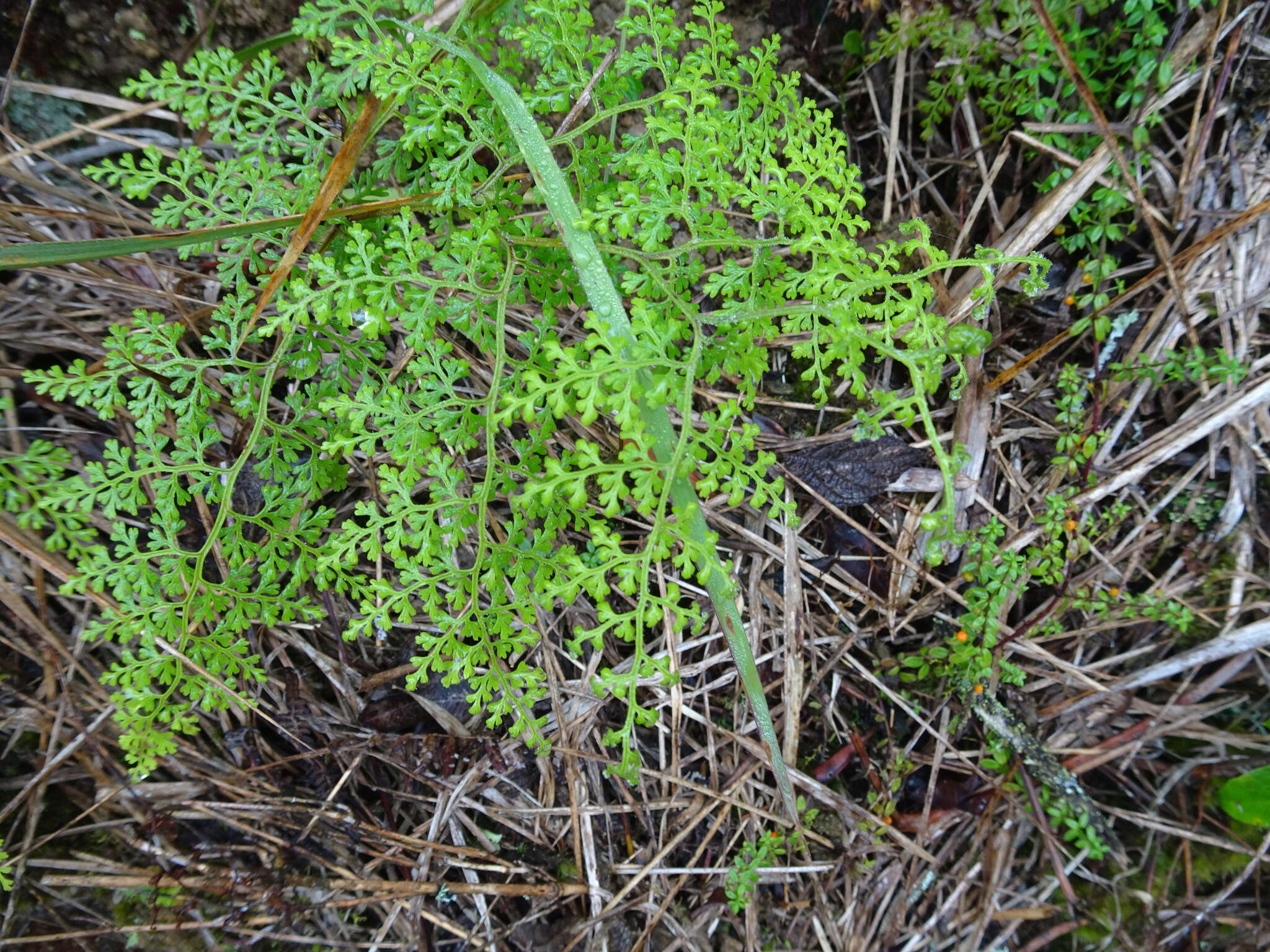 Image of Jamesonia flexuosa (Humb. & Bonpl.) Christenh.