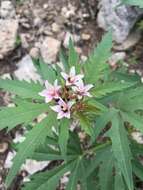 Слика од Jatropha macrorhiza Benth.