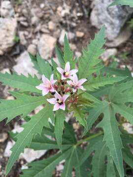 Слика од Jatropha macrorhiza Benth.