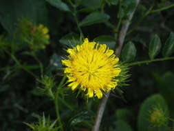 Image of Berkheya debilis Mac Owan