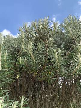 Image of Diplostephium rosmarinifolium (Benth.) Wedd.