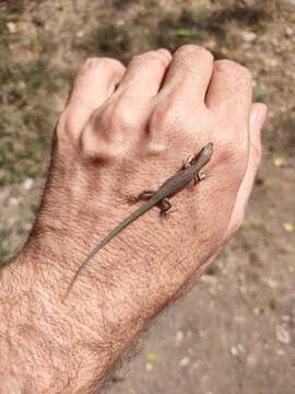 Image of Rostombekov's lizard