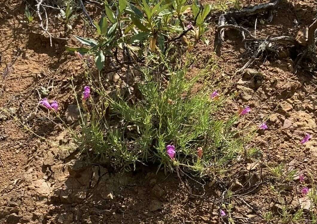 Image of bunchleaf penstemon