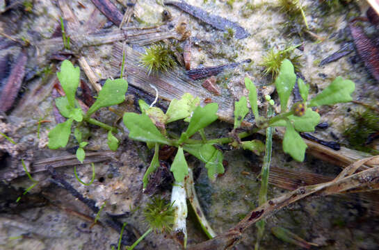 Слика од Centipeda minima subsp. minima